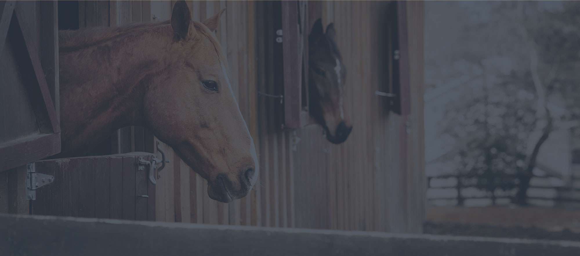 horses in stables