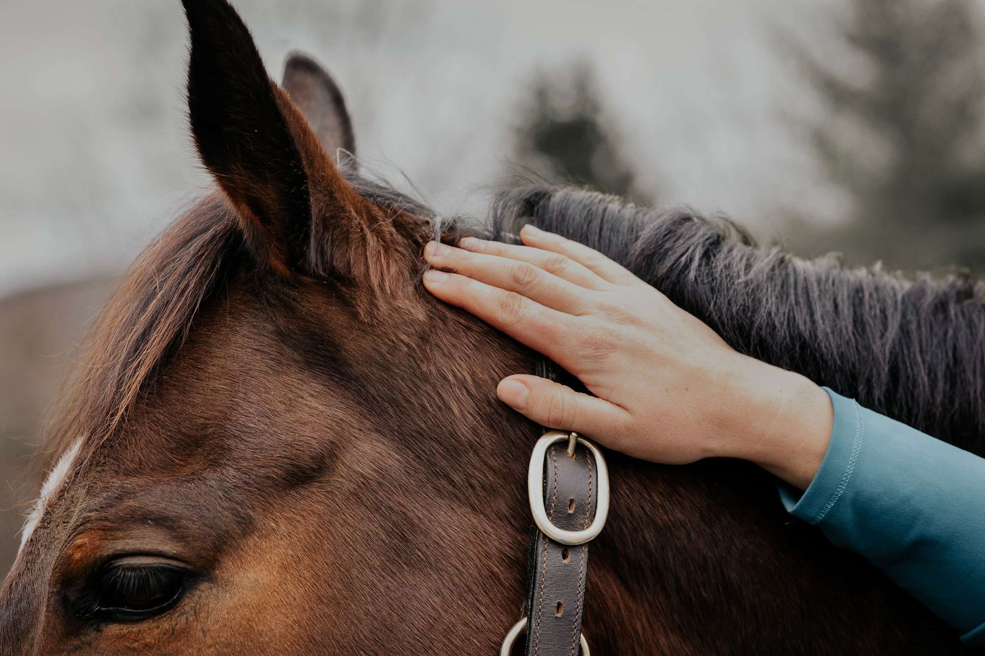 close up image of horse being petted