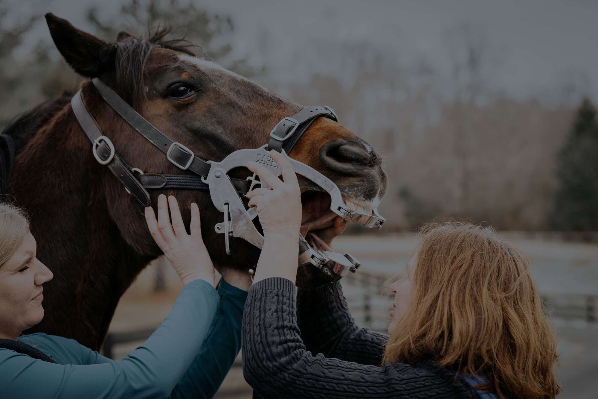 two people placing a bridle on a horse